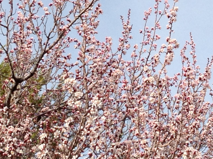 Fruit Tree Blossoms