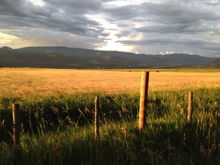 Golden Field